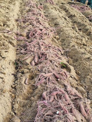 이청우님의 고구마 · 영농일지 작성글 사진