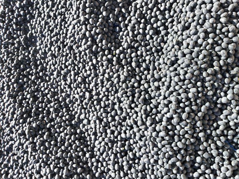 장터 상품 [서리태.  새바람. 완판] 썸네일