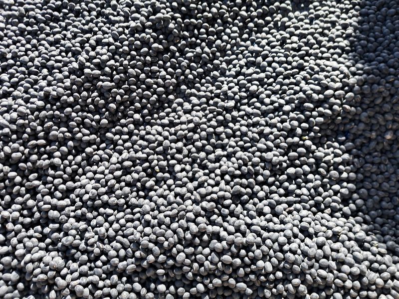 강의숙님의 장터 판매 상품 [서리태.  새바람. 완판] 첨부 사진