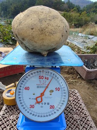 양배추15739님의 자유주제 · 사진전 작성글 사진