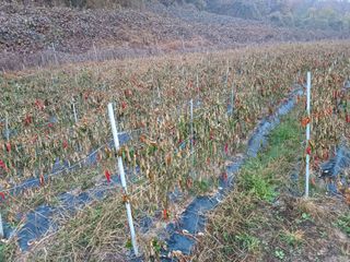 오영도님의 자유주제 · 자유게시판 작성글 사진