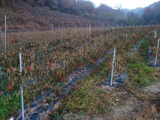 오영도님의 자유주제 · 자유게시판 작성글 사진