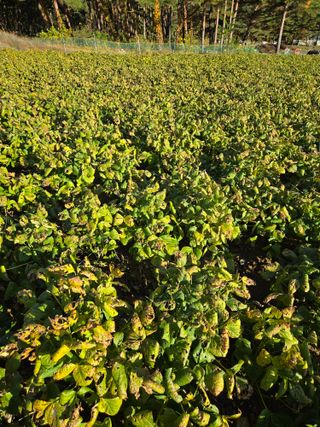 팜모닝회원 바이크농원님의 농사를 망친 작은 실수들 · 참여글 작성글 사진