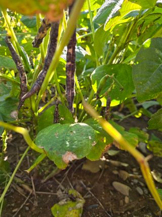 팜모닝회원 바이크농원님의 농사를 망친 작은 실수들 · 참여글 작성글 사진