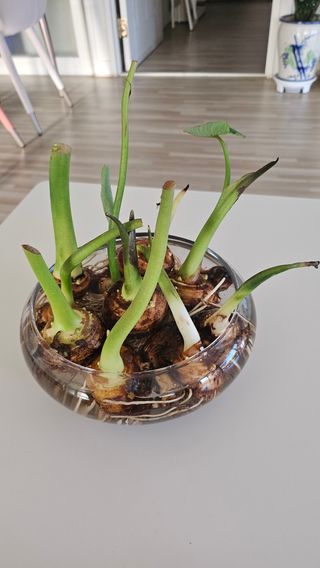 김제일주농장님의 자유주제 · 자유게시판 작성글 사진