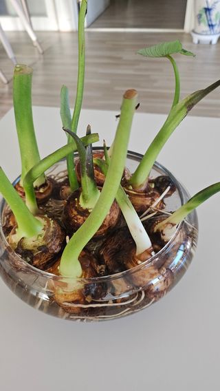 김제일주농장님의 자유주제 · 자유게시판 작성글 사진