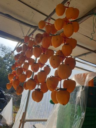 논산푸른팜님의 자유주제 · 자유게시판 작성글 사진