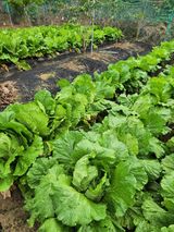 팜모닝 배추·영농일지 게시글 이미지