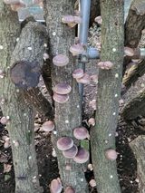 팜모닝 팜모닝·출석 게시글 이미지