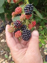 팜모닝 자유주제·자유게시판 게시글 이미지