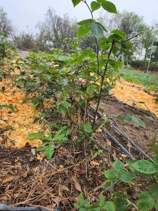 오대원님의 자유주제 · 자유게시판 작성글 사진