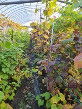 팜모닝 포도·영농일지 게시글 이미지