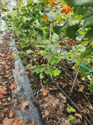 오대원님의 포도 · 영농일지 작성글 사진