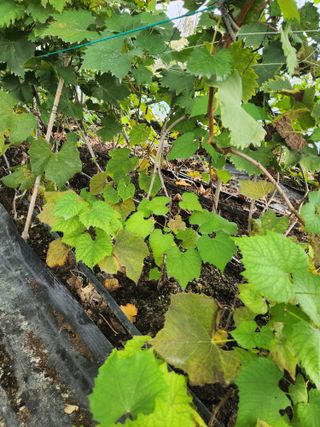 오대원님의 포도 · 영농일지 작성글 사진