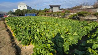 백두석님의 배추 · 수확 작성글 사진