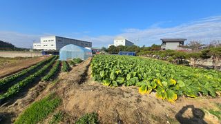 백두석님의 배추 · 수확 작성글 사진