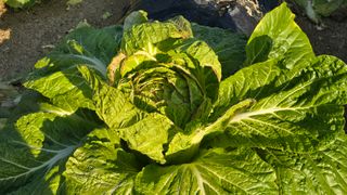 백두석님의 배추 · 수확 작성글 사진