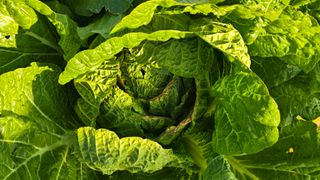 백두석님의 배추 · 수확 작성글 사진