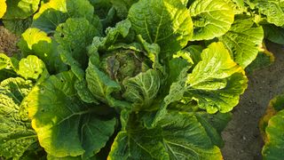 백두석님의 배추 · 수확 작성글 사진