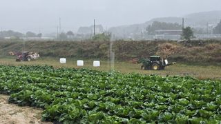 백두석님의 배추 · 수확 작성글 사진