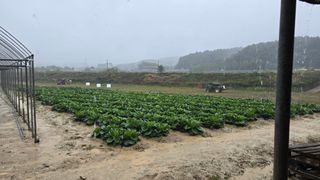 백두석님의 배추 · 수확 작성글 사진