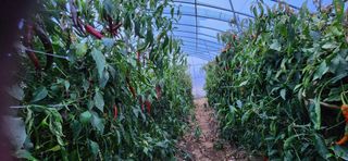 병아리농사꾼님의 자유주제 · 자유게시판 작성글 사진