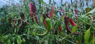 병아리농사꾼님의 자유주제 · 자유게시판 작성글 사진