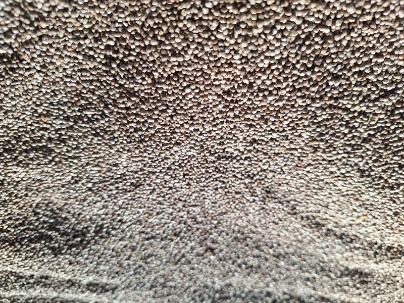 송은지님의 장터 판매 상품 [햇들깨 (6kg) ] 첨부 사진