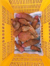 팜모닝 기타작물·영농일지 게시글 이미지