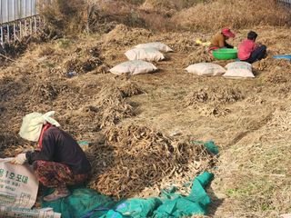 이창신님의 블루베리 · 영농일지 작성글 사진