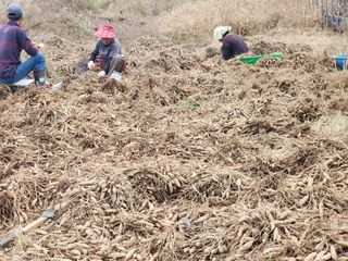 이창신님의 블루베리 · 영농일지 작성글 사진