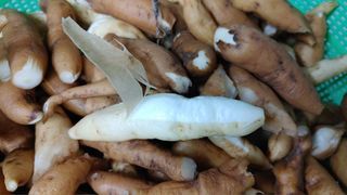 이창신님의 블루베리 · 영농일지 작성글 사진