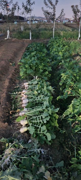 살구15128님의 기타작물 · 영농일지 작성글 사진