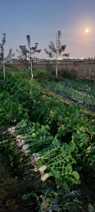 살구15128님의 기타작물 · 영농일지 작성글 사진