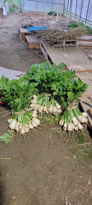 살구15128님의 기타작물 · 영농일지 작성글 사진