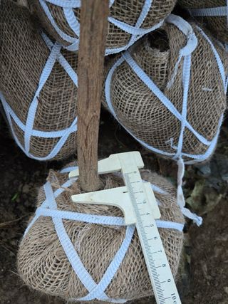 일심묘목농원님의 자유주제 · 자유게시판 작성글 사진