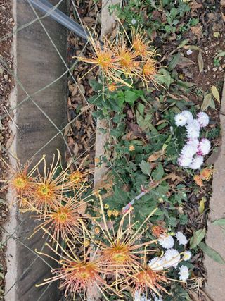 조명희님의 자유주제 · 자유게시판 작성글 사진