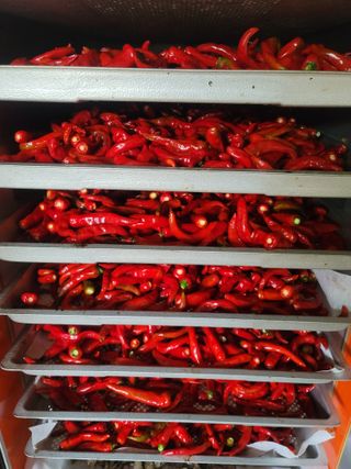 둥근마지기님의 고추 · 영농일지 작성글 사진