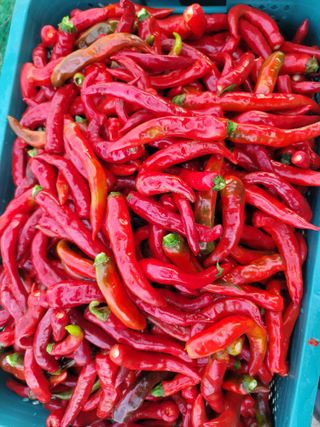 둥근마지기님의 고추 · 영농일지 작성글 사진