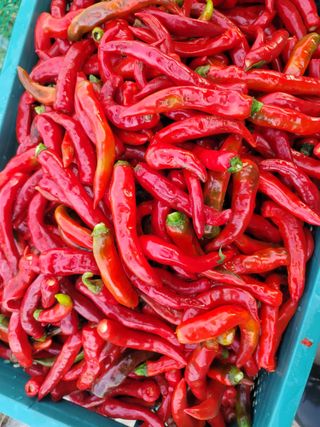 둥근마지기님의 고추 · 영농일지 작성글 사진