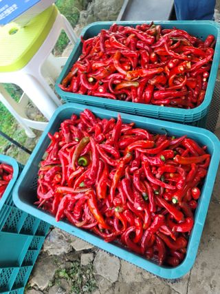 둥근마지기님의 고추 · 영농일지 작성글 사진