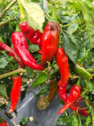 둥근마지기님의 고추 · 영농일지 작성글 사진