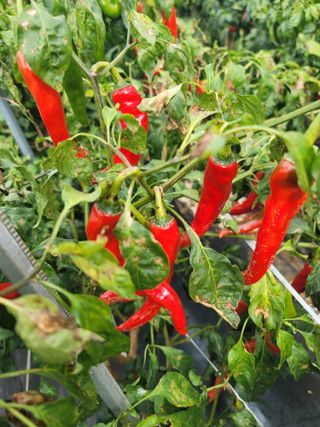 둥근마지기님의 고추 · 영농일지 작성글 사진