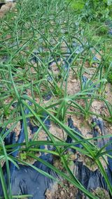 팜모닝 자유주제·자유게시판 게시글 이미지