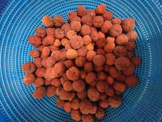 자연같이님의 버섯 · 영농일지 작성글 사진