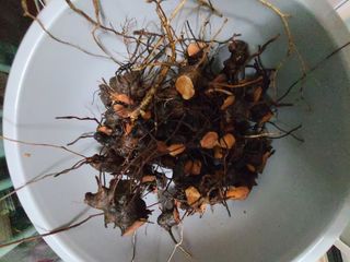 자연같이님의 버섯 · 영농일지 작성글 사진