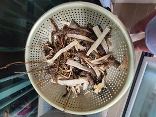 자연같이님의 버섯 · 영농일지 작성글 사진