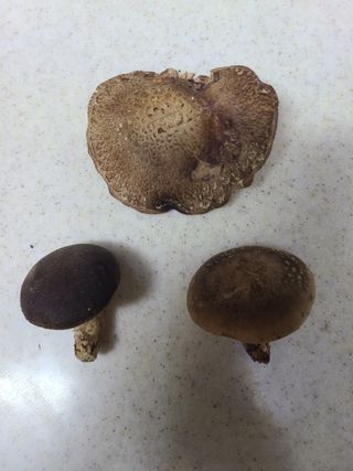 자연같이님의 버섯 · 영농일지 작성글 사진