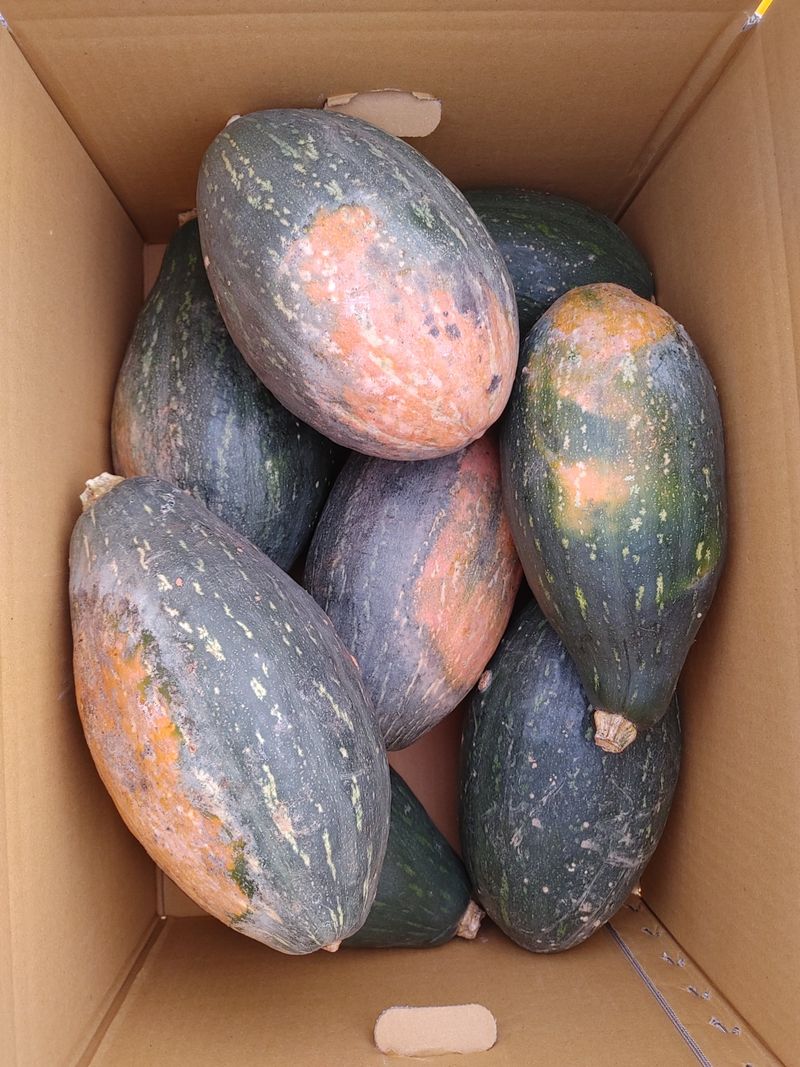 김수영님의 장터 판매 상품 [만차랑 단호박 10kg] 첨부 사진