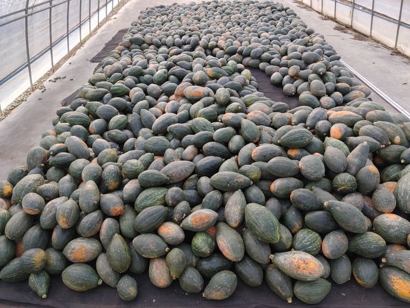 김수영님의 장터 판매 상품 [만차랑 단호박 10kg] 첨부 사진